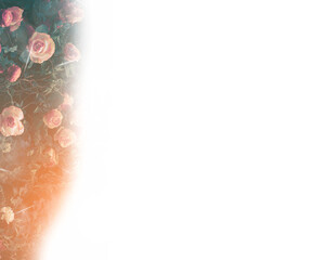 Flower and light; background or texture; spring concept