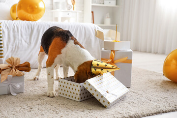 Cute dog with party hat and birthday gifts at home