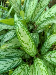 Aglaonema is a genus of flowering plants in the arum family, Araceae. They are native to tropical and subtropical regions of Asia and New Guinea.