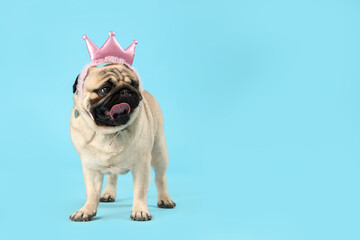 Cute pug dog with crown on blue background