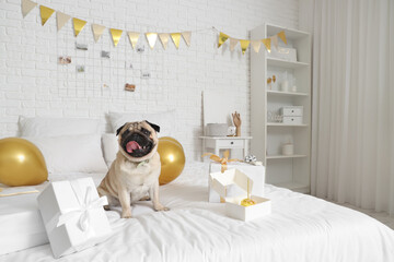 Cute pug dog celebrating birthday at home
