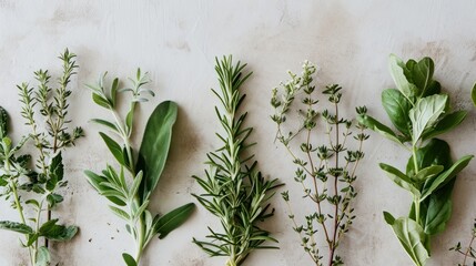  a group of different types of herbs on a white surface with green leaves on the top and bottom of the stems and leaves on the bottom of the top of the stems. - obrazy, fototapety, plakaty