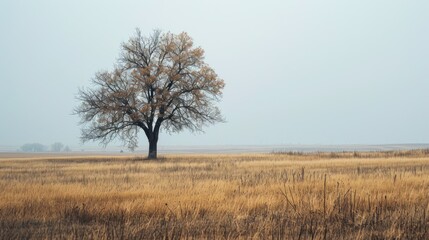  a lone tree stands alone in the middle of a large field of dry grass, with a distant horizon in the distance in the distance, on a hazy day.