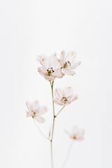 Fototapeta na wymiar Elegant white flower stem. Aesthetic floral simplicity composition. Close up view flower