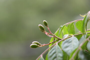Curry Leaves plant with seed, a Herb Often Used in Indian Cooking