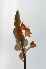 Shadow reflection of orange Star of Bethlehem flower over white background. Simple floral...