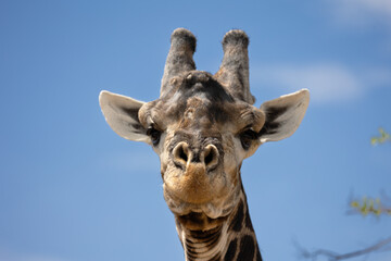Naklejka premium Giraffe close-up. Close-up of a giraffe's head