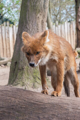 The dhole, Asiatic Wild Dog, red dog, whistling dog