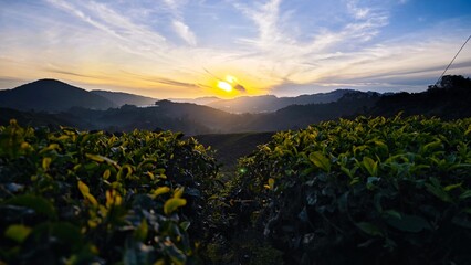 Tea Plantation.