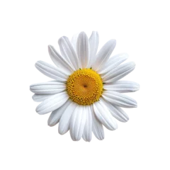Zelfklevend Fotobehang daisy blossom isolated © Tony A