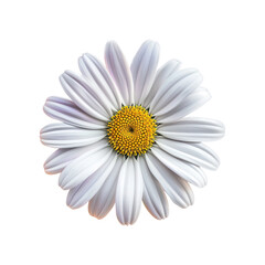 daisy blossom isolated