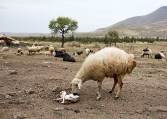 birth of the lamb