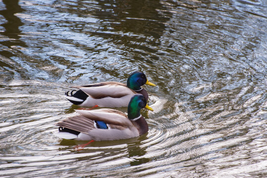 Mallard or wild duck, a dabbling duck on the lake