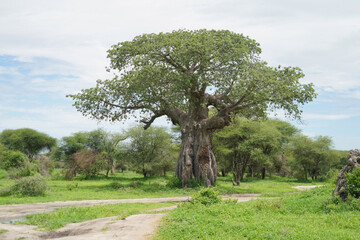 Parc national de Tarngire en Tanzanie