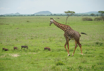 Naklejka na ściany i meble Giraffes dans le parc national de Tarangire en Tanzanie