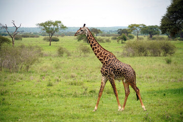 Giraffes dans le parc national de Tarangire en Tanzanie