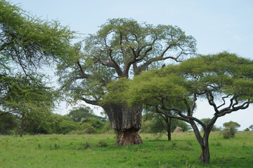 Baobab dans le parc national de Tarangire en Tanzanie