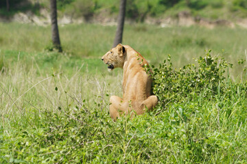 Lions dans le parc national de Trangire en Tanzanie