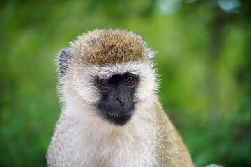 Singes Vervet dans le parc national de Tarangire en Tanzanie