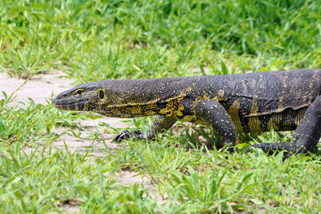 Varan dans le parc national de Tarangire en Tanzanie