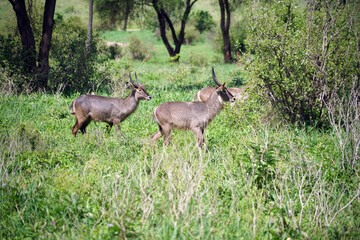 Antilopes  Cobes à croissant dans la parc national de Tarangire en Tanzanie