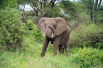 Fototapeta premium Elephants dans le parc de Tarangire en Tanzanie