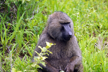 Babouin dans le parc national de Tarangire en Tanzanie