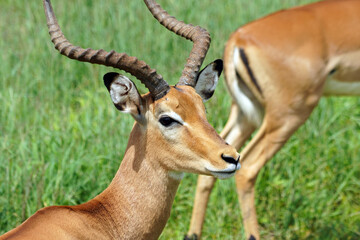 Naklejka na ściany i meble Impalas dans le Parc National de Tarangire en Tanzanie