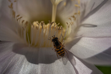 Pszczoła w kwiatku
