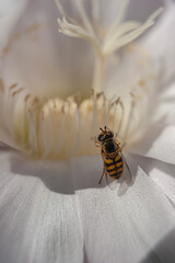 Pszczoła w kwiatku
