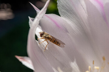 Pszczoła na kwiaku macro.