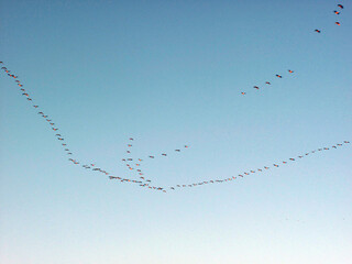 Migrating wild geese in the winter sky - Scotland - UK