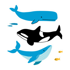 Whales collection flat cartoon hand drawn vector illustration. Sperm whale, orca killer whale and blue whale.