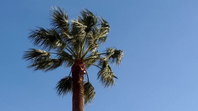 Tall tropical palm tree against a blue sky in clear weather