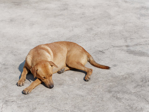 A Brown Stray Dog Sleeping and Lying on the Floor