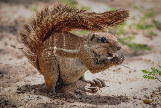 Ground squirrel using it's tail to provide shade in the hot sun, Kgalagadi Transfrontier Park