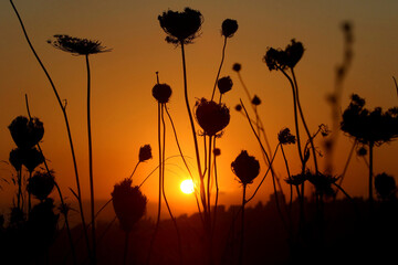 Wild plants and sunset behind them