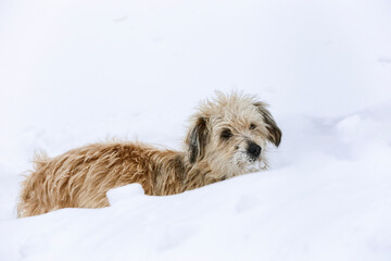 Naklejka na ściany i meble Dog in the snow_