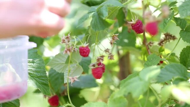 Hand of woman hosing raspberries bushes in summer garden
