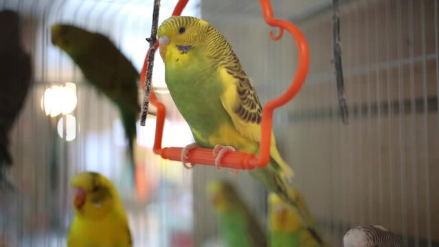 Yellow small parrot swings on crossbar in cage in animals store
