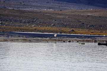 Attention un ours polaire sur la plage