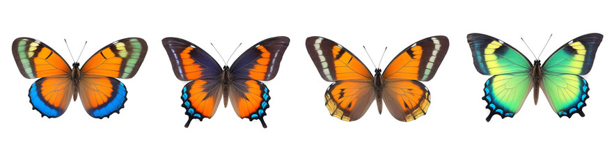 Fototapeta premium set of butterflies in row on white background isolated
