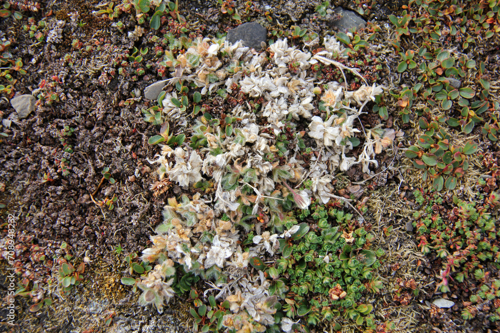 Wall mural minuscule fleures dans une région aride