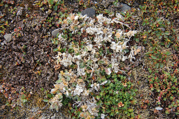 minuscule fleures dans une région aride