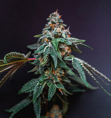 Beautiful cannabis big bud on the dark grey background