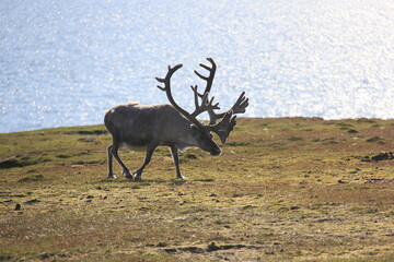 Un renne au bord de l océan