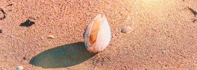 Fototapeta na wymiar Shell on the beach in the sand