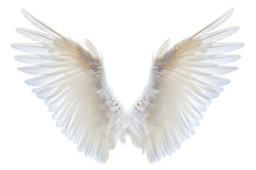 White White Angel Wings Isolated On White Background, Appearing Incredibly Lifelike