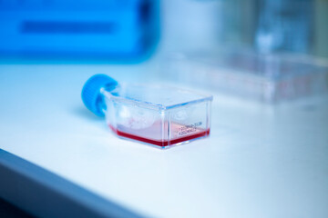 cell culture at the safety cabinet in cell culture laboratory, cancer and medicine research 