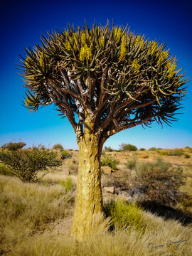 Quiver tree in the Northern Cape Province, South Africa